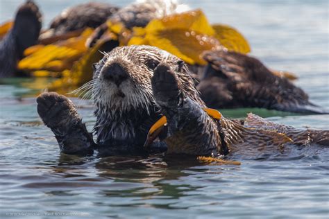 Sea Otters Enhydra Lutris From A Raft Of About 15 Flickr