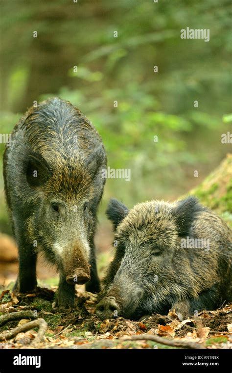 Two Wild Boars Sus Scrofa Going In Touch With Each Other Bavarian