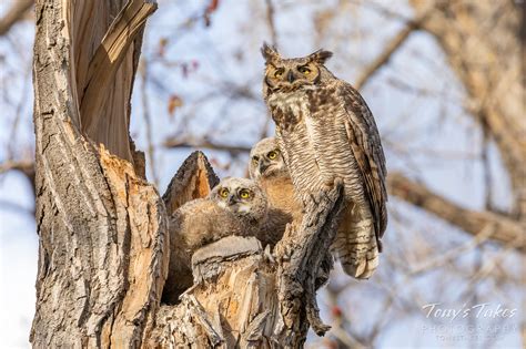 Great Horned Owl Tonys Takes Photography