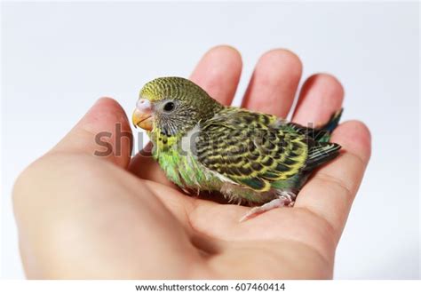 Cute Baby Bird Hand On White Stock Photo 607460414 Shutterstock