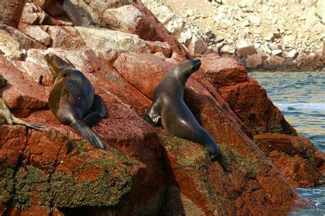 Ballestas Islands Tour From Huacachina Paracas National Reserve