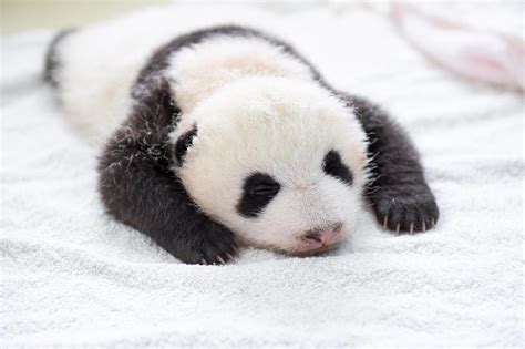 Usa Zoo Di Washington Si Mobilita Per Salvare Cucciolo Di Panda