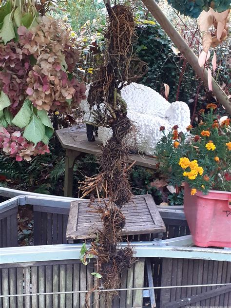 Bare Geranium Roots Drying La Rabine Jardin La Rabine Jardin Blog