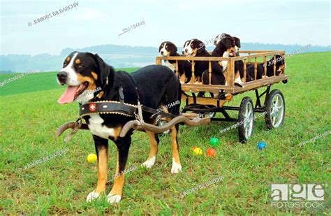 Greater Swiss Mountain Dog With Puppies In Hay Cart Stock Photo
