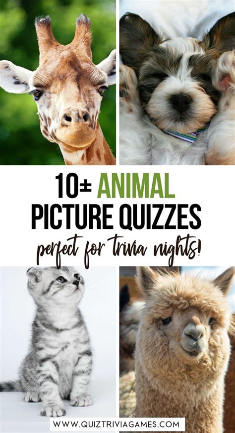 15 Free Animal Picture Quiz Rounds And Printable Quiz Trivia Games