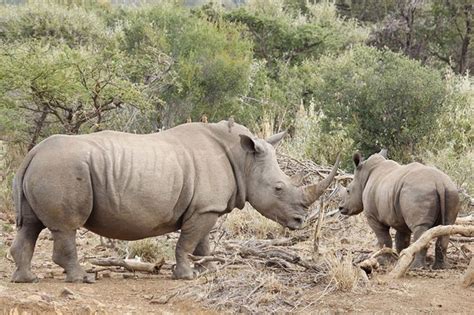 Save The White Rhino From Extinction Embryonic Engineering Scientist