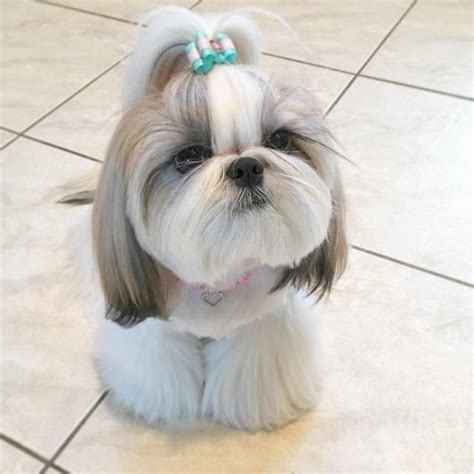 99 Shih Tzu Grooming Styles L2sanpiero