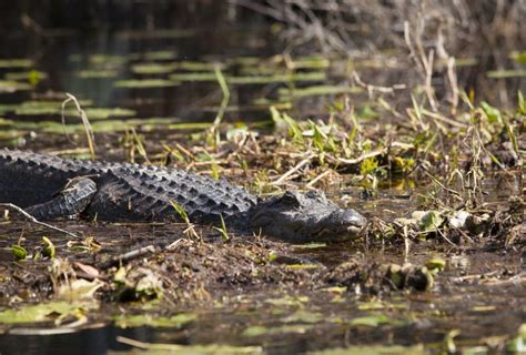 American Alligator In The Okefenokee Stock Photo Image Of Animal