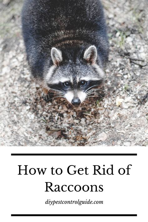 We rounded up the best kitchen trash cans that you won't mind having out in the open. What Is The Best Raccoon Bait? (How To Get Rid Of Raccoons)