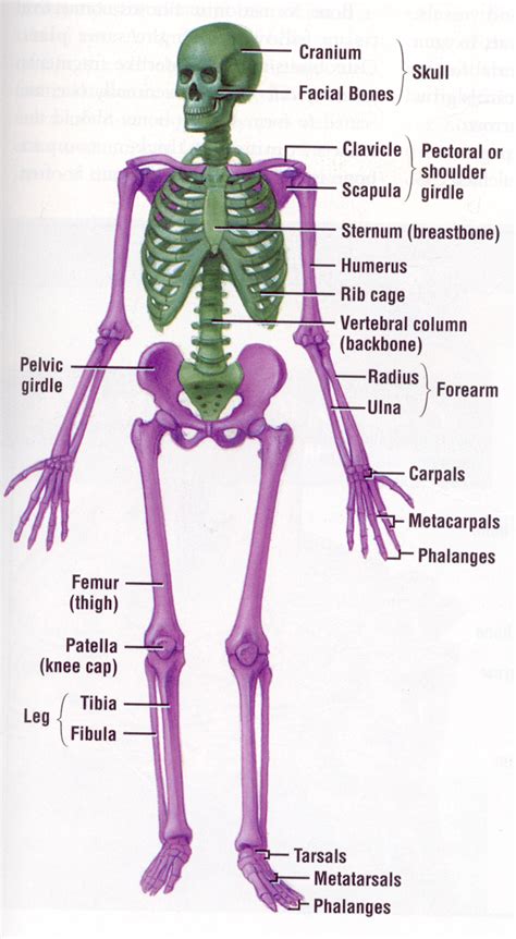 This diagram with labels depicts and explains the details of human body bones labeled. Advanced Skills: Chapter 5
