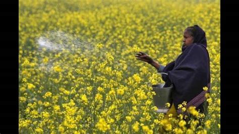 Mustard Production Expected To Touch 14 Lakh Mt In Haryana Hindustan