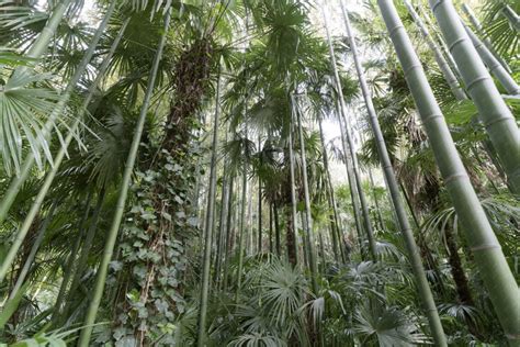 Bambou photo d une forêt de bambous en contre plongée