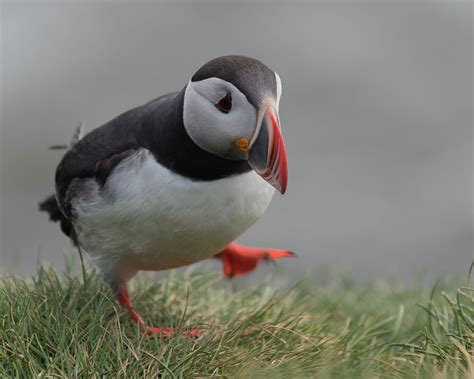 Puffin facts