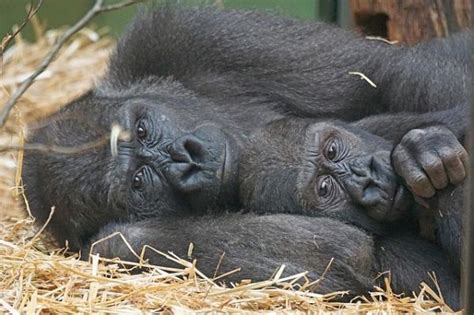¿cómo Se Reproducen Y Nacen Los Gorilas