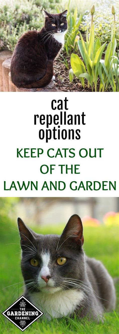 Here are some tips for keeping your outside cat in your backyard. Looking for ways to keep cats out of your yard or garden ...