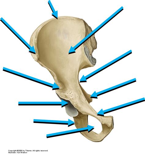 Hip Bone Anterior Diagram Quizlet