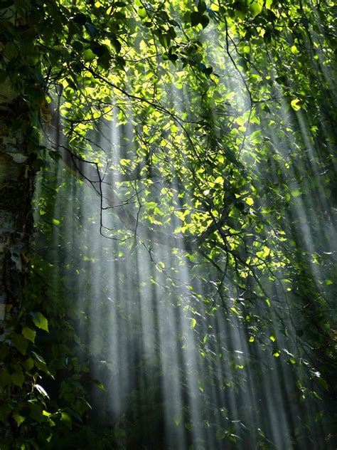 Free Photos Sun Beams Pour Through Trees In Foggy Forest Publicdomain