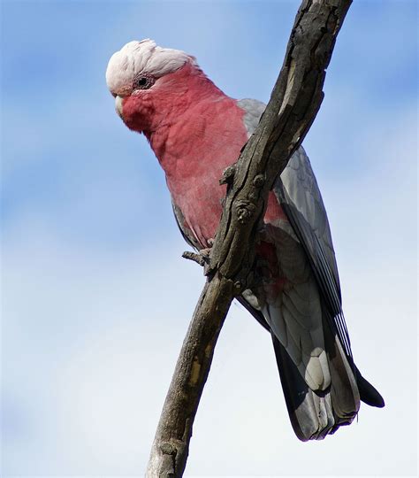We did not find results for: Cockatoo - Wikipedia | Cockatoo, Galah cockatoo, Birds