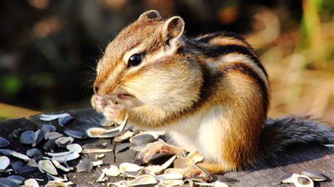 How To Easily Get Rid Of Chipmunks From Your Yard Or Garden