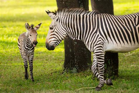 Disneys Animal Kingdom Lodge Welcomes Baby Zebra To Their Herd