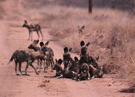 10 Things You Didnt Know About African Wild Dogs African Wildlife