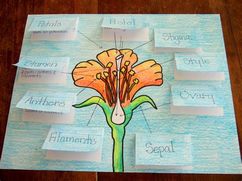 The Inspired Classroom Flower Parts And Their Jobs A Science Poster Parts Of A Flower