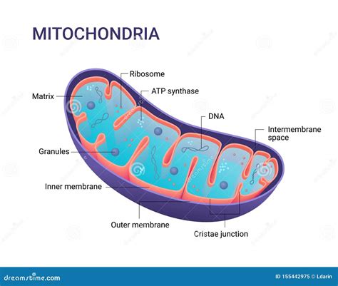 Diagrama Del Vector De Mitocondrias Visin Seccionada Transversalmente
