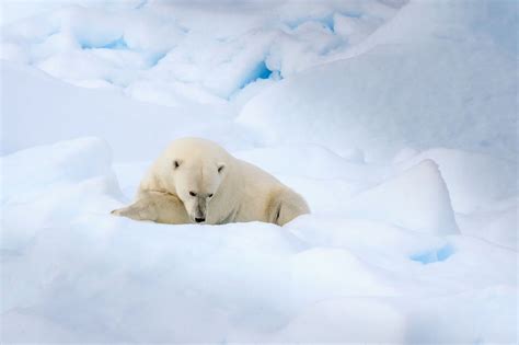 Its A Polar Bear Photo By David Menaker — National Geographic Your Shot