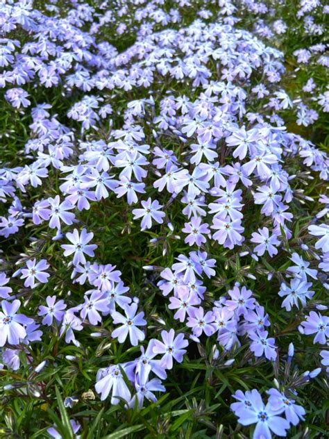 Free for commercial use no attribution required high quality images. Get Your Spring Bloomers! - Sloatsburg Nursery
