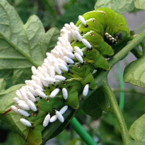 Hornworm Covered In Braconid Wasp Eggs That Eat It Alive Until Theyre