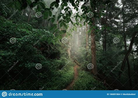 Fog And Mist In A Mysterious Dark Forest With Light Rays Shining On The