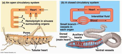 Circulatory System Function Parts Role Schoolworkhelper