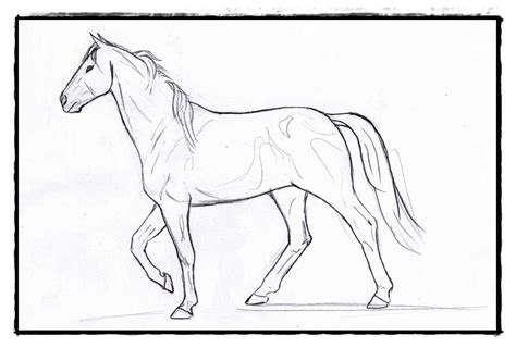 Mewarnai Gambar Sketsa Kuda Berdiri Terbaru Kataucap