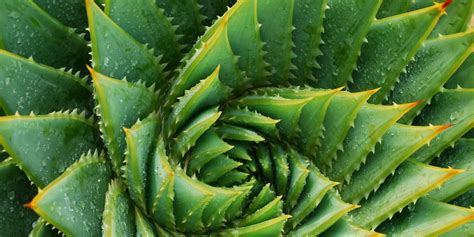 The company's experiment is similar to one under way. How to Grow and Care for Aloe Vera Plants