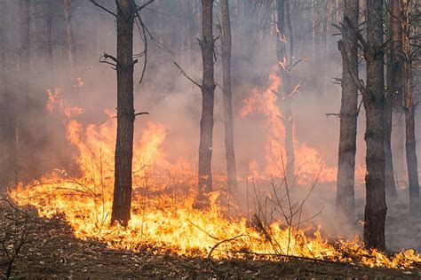New Strategy Devised To Tackle Wildfires News Eco Business Asia