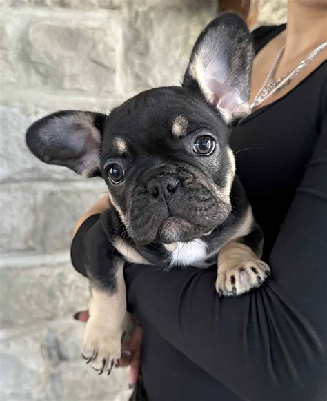 Beautiful Little Frenchies Ready For A Good Home
