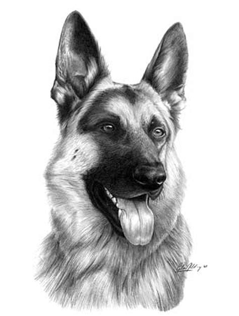 Artist Giles Illsleys German Shepherd Art Dog Drawing Dog Paintings