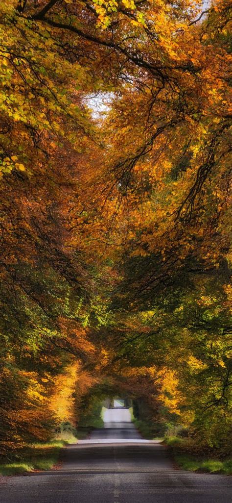 Download Iphone Xs Max Autumn Background 1242 X 2688