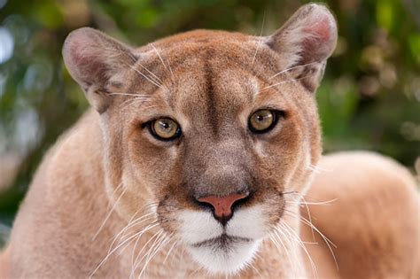 Wisconsins Wandering Mountain Lion Makes Another Stop