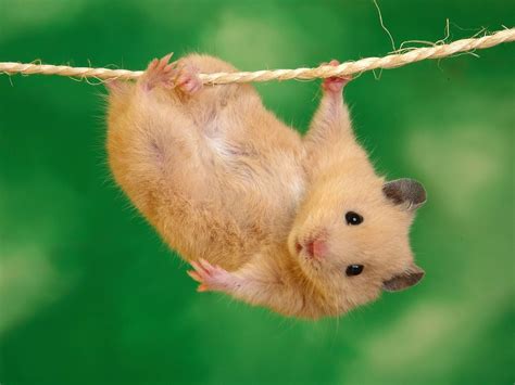 Funny Cute Hamsters Funny Animal