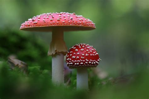 What Are The Effects Of Amanita Muscaria Amanita Mushrooms