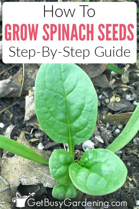 How To Grow Spinach From Seed (The Complete Step By Step Guide
