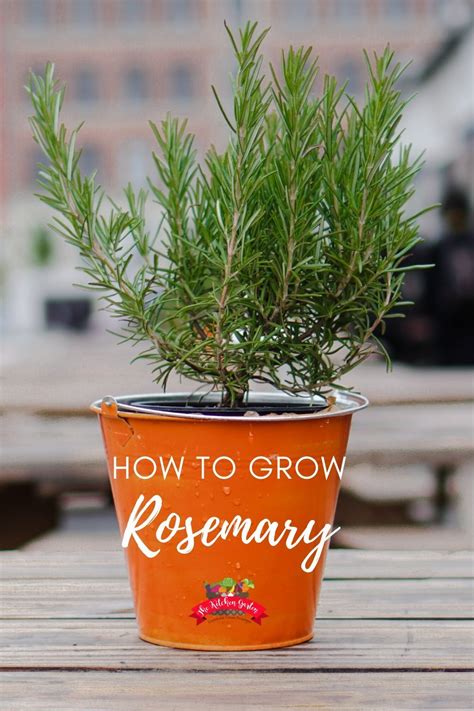 5 Tips For Growing Rosemary Growing Rosemary Container Gardening