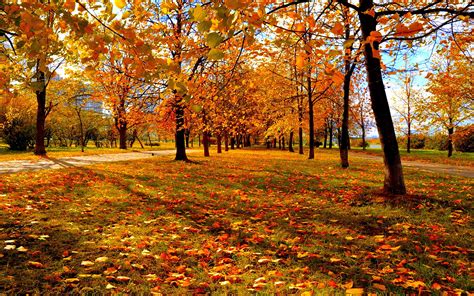 Autumn Park Leaves Wallpaper 1920x1200 29066