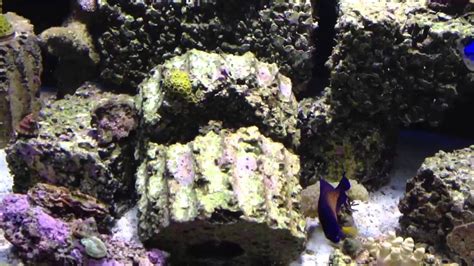 Diy liverock structures part 1. Week 28 in Wall Reef Aquarium with DIY Live Rock - YouTube