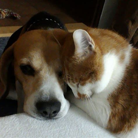 112 Pics Proving That Cats And Dogs Can Be Best Friends Dog Cat Cat
