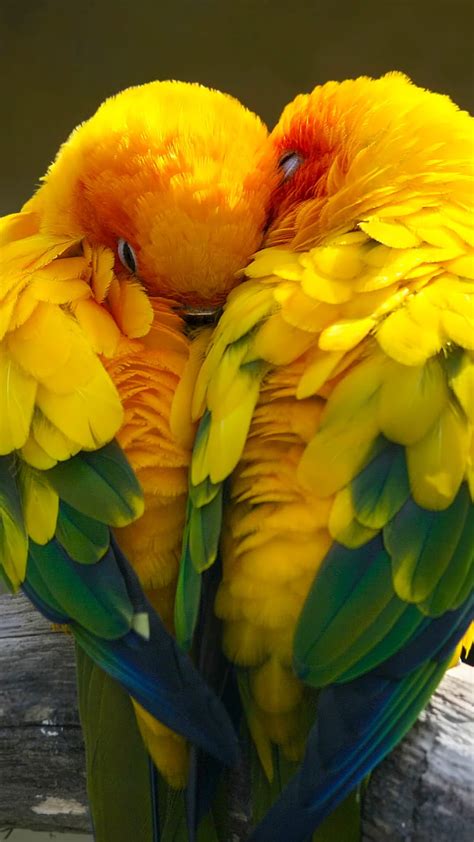 Aggregate More Than 53 Wallpapers Of Love Birds Best Incdgdbentre