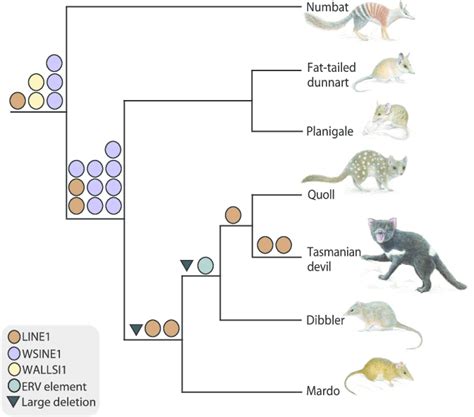Phylogenetically Informative Retrotransposon Insertions For The Order