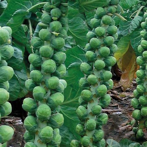 Do Brussel Sprouts Have Flowers Accidental Brussel Sprout Seedlings