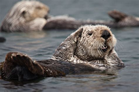 2 Of 5 California Sea Otter Enhydra Lutris Resting In Flickr
